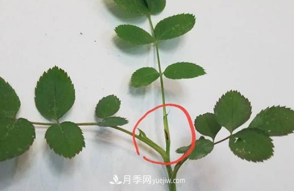 月季盲枝如何分辨？剪不剪？(圖1)