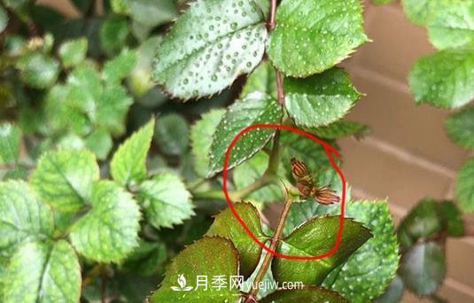 月季盲枝如何分辨？剪不剪？(圖3)
