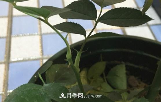 月季盲枝如何分辨？剪不剪？(圖2)