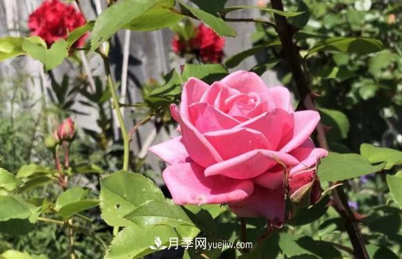 癡迷花花草草，月季讓我愛不釋手(圖2)