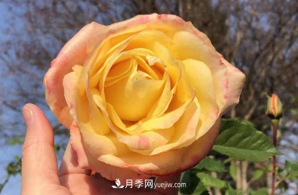 癡迷花花草草，月季讓我愛不釋手(圖1)