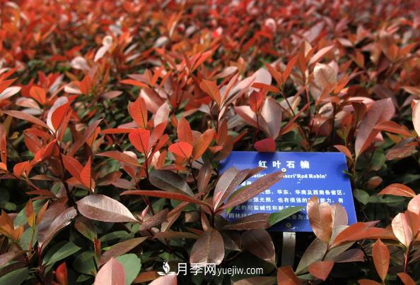 南陽(yáng)紅葉石楠，多元造型與養(yǎng)護(hù)，低端苗木玩出高大上(圖1)
