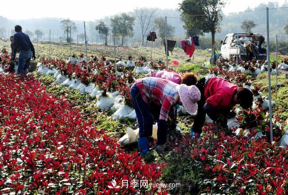 南陽(yáng)紅葉石楠，多元造型與養(yǎng)護(hù)，低端苗木玩出高大上(圖2)