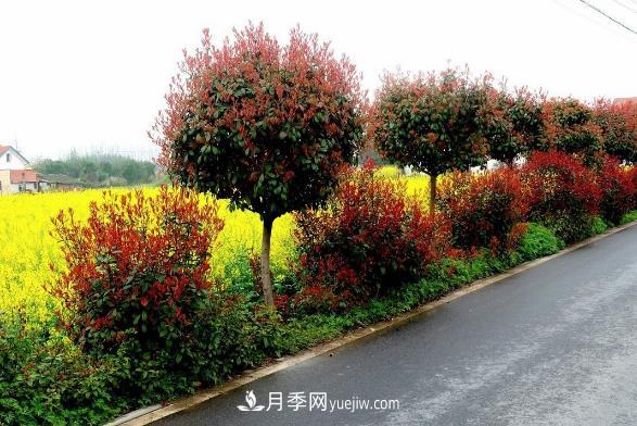 南陽(yáng)紅葉石楠，多元造型與養(yǎng)護(hù)，低端苗木玩出高大上(圖3)