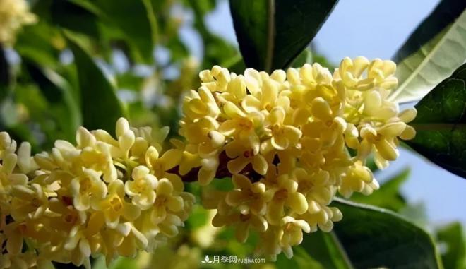 南陽桂花多達45個品種，漲知識了(圖3)