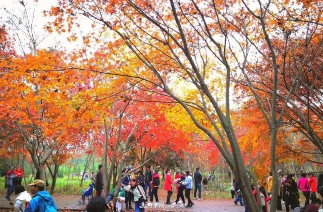 2020年火爆的叢生樹(shù)，2021年還會(huì)火下去嗎？(圖4)