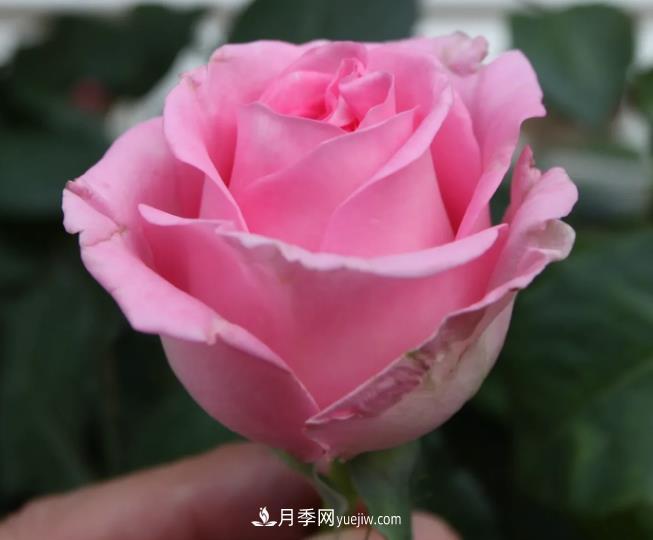 蘇醒月季，適合南方夏天的切花月季品種(圖2)