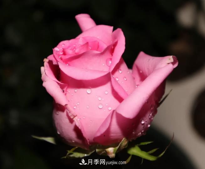 蘇醒月季，適合南方夏天的切花月季品種(圖3)