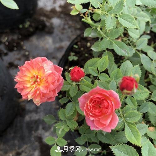 喜歡捉迷藏，但是容易暴露的“法國小姐月季”(圖1)