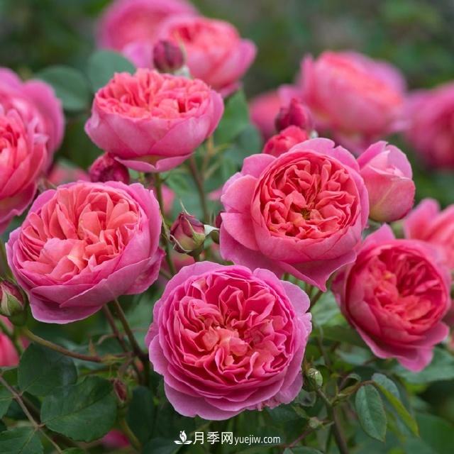 熱銷(xiāo)的8種灌木月季品種，沒(méi)養(yǎng)的都后悔了(圖1)