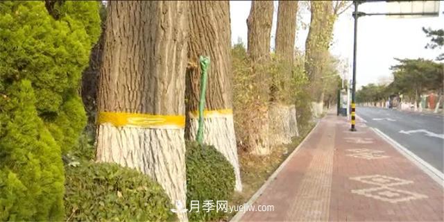 秦皇島北戴河：涂白穿裙剪枝抹藥 園林樹(shù)木過(guò)冬有保障(圖1)