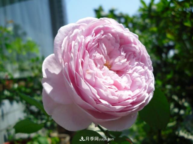 歐月月季種一棵長(zhǎng)一片，陽(yáng)臺(tái)庭院都能養(yǎng)，見(jiàn)過(guò)的人都喜歡(圖1)