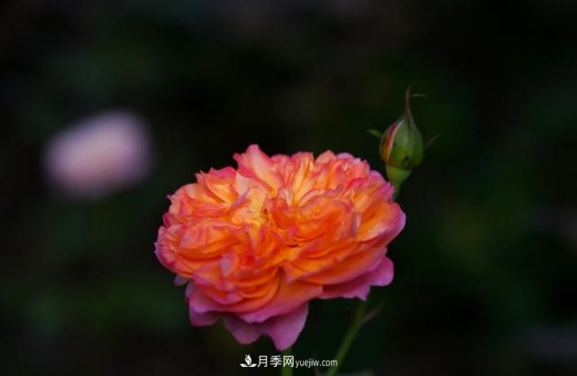歐月月季種一棵長(zhǎng)一片，陽(yáng)臺(tái)庭院都能養(yǎng)，見(jiàn)過(guò)的人都喜歡(圖2)