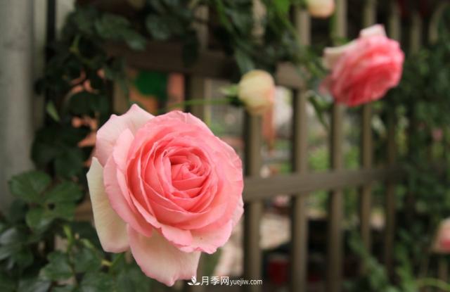 歐月月季種一棵長(zhǎng)一片，陽(yáng)臺(tái)庭院都能養(yǎng)，見(jiàn)過(guò)的人都喜歡(圖3)