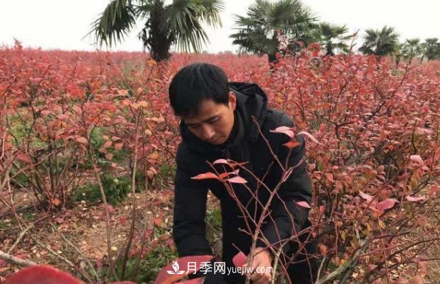 安徽鳳陽：一村一品特色種植業(yè) 種出幸?；?圖1)