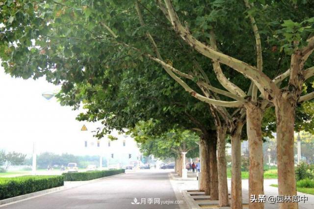 園林綠化中常用的法國梧桐，與古人詩詞中的梧桐是一種樹么？(圖1)