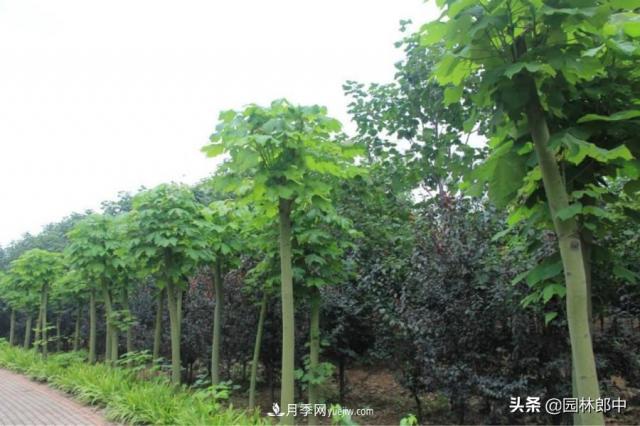 園林綠化中常用的法國梧桐，與古人詩詞中的梧桐是一種樹么？(圖2)