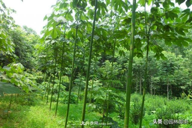 園林綠化中常用的法國梧桐，與古人詩詞中的梧桐是一種樹么？(圖5)
