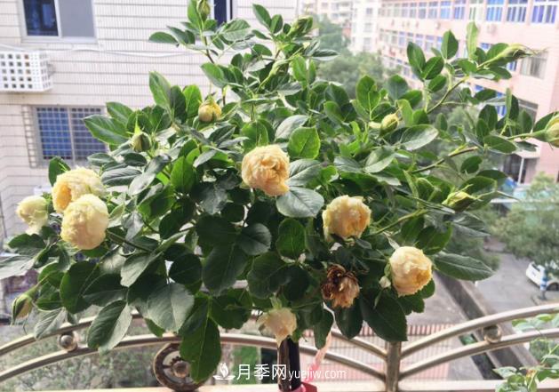 棒棒糖月季樹你見過沒，“口味”眾多，顏值高得過分(圖2)