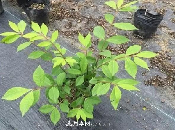 火焰衛(wèi)矛盆栽修剪遇到難題，掌握這五個技巧什么問題都解決(圖2)