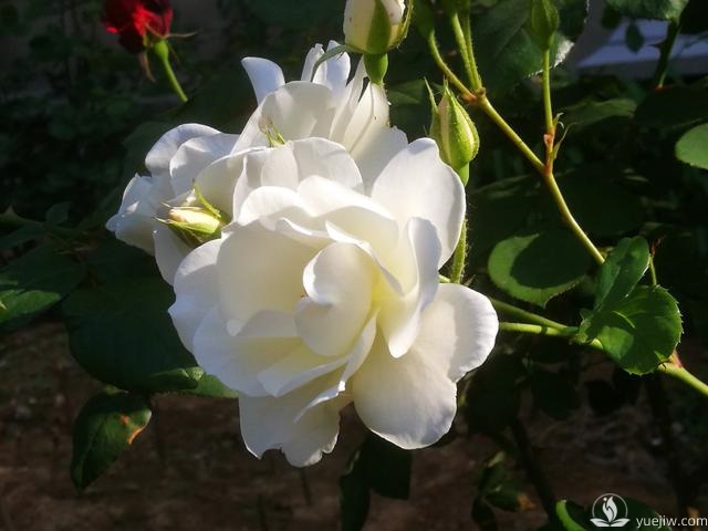 管理月季花的計劃表，二月份月季養(yǎng)護(hù)要怎么做？(圖1)