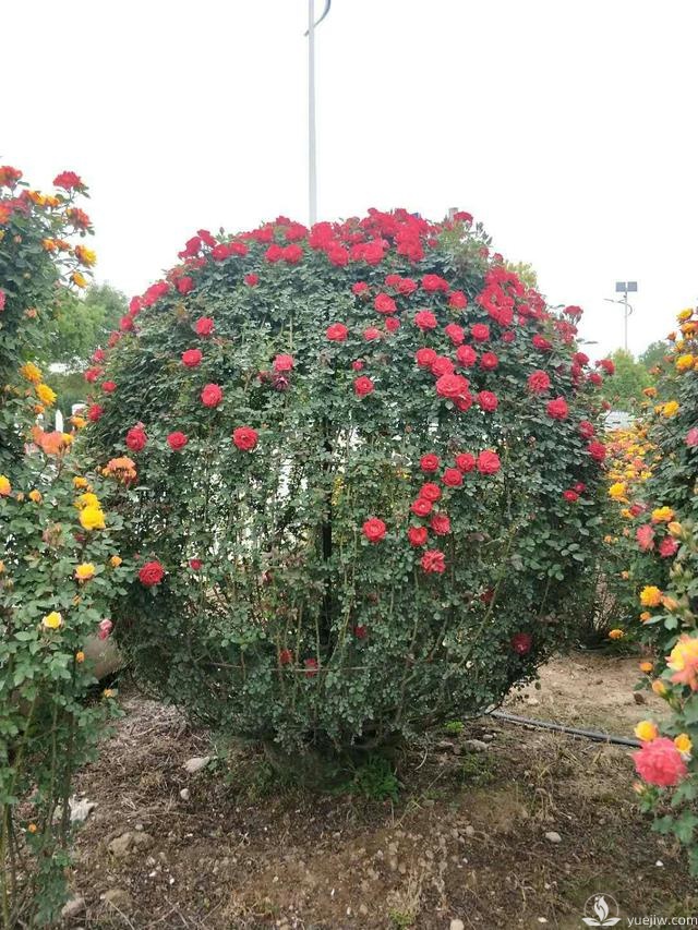 管理月季花的計劃表，二月份月季養(yǎng)護(hù)要怎么做？(圖2)