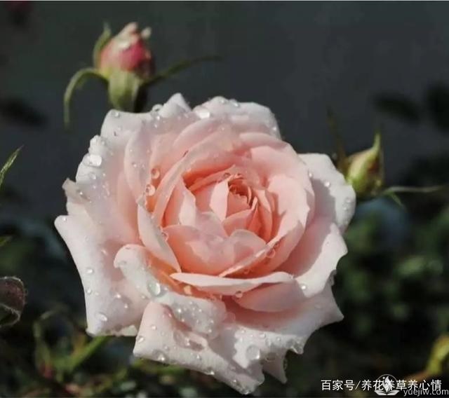 早春養(yǎng)殖月季要避開(kāi)5個(gè)坑，月季開(kāi)花多又大(圖1)