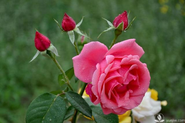 管理月季花的計劃表，二月份月季養(yǎng)護(hù)要怎么做？(圖3)