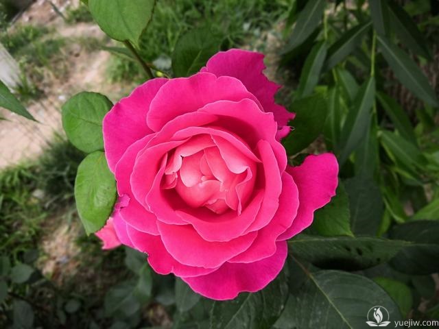 春天養(yǎng)月季，杜絕病蟲害！注意這幾點(diǎn)等著花爆開(圖1)