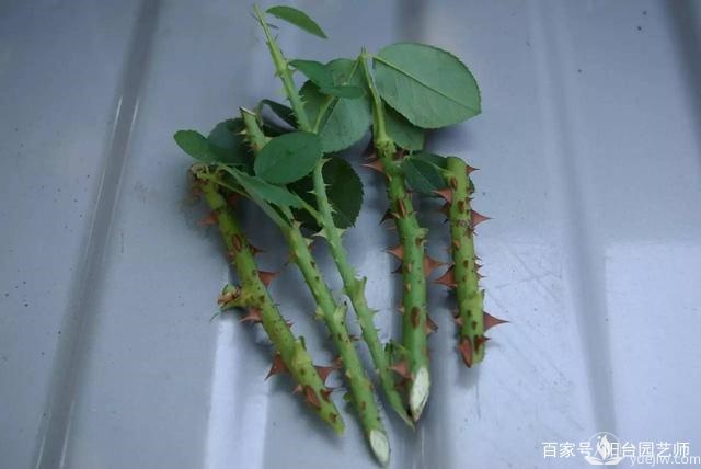 扦插月季從這三點開始，成活率相當高了(圖1)