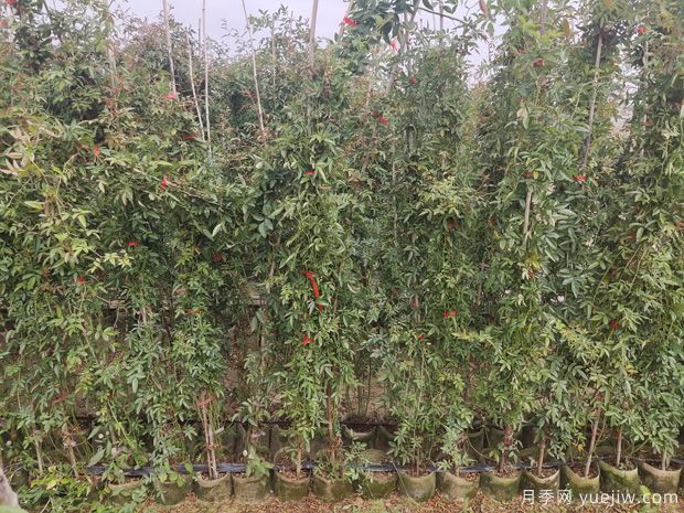 2米高紅木香，優(yōu)秀爬藤花卉基地批發(fā)價(jià)格(圖4)