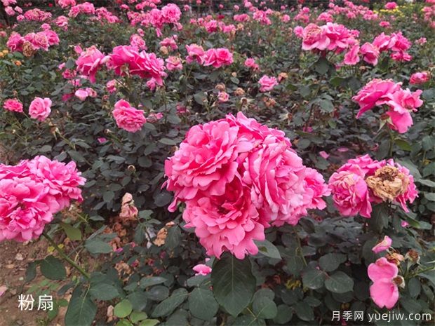 大花月季中的粉扇栽培技術(shù)，你知道嗎(圖1)