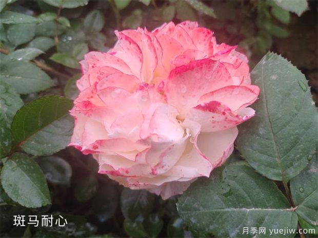 養(yǎng)盆栽月季的幾點修剪技巧，這三點來看看吧(圖1)