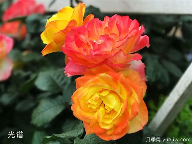 樹(shù)狀月季總生病，教給你幾招，輕松解決！(圖1)
