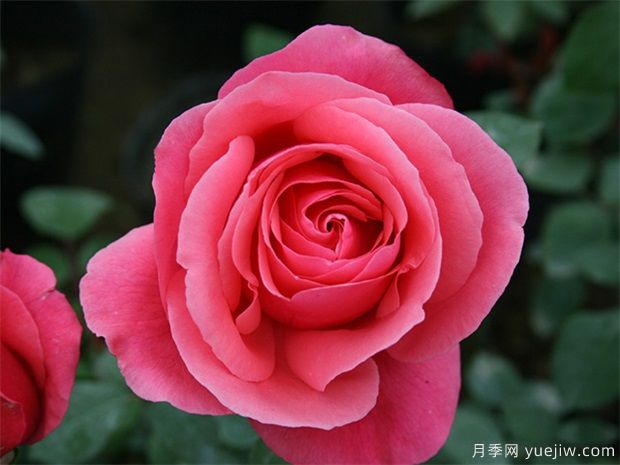 大花地栽月季，哪三點養(yǎng)護不可少呢？(圖1)