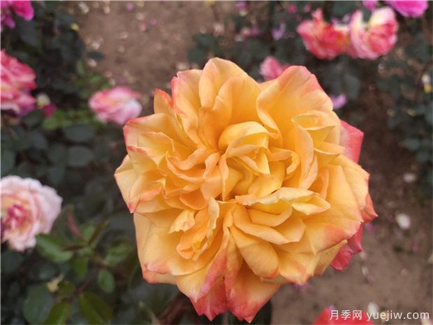 樹狀月季為什么會變形？應(yīng)該如何避免？(圖1)