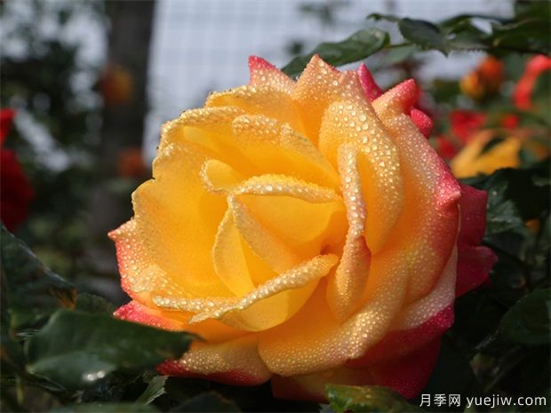 月季出現(xiàn)黑桿，如何消滅你們知道嗎？(圖2)
