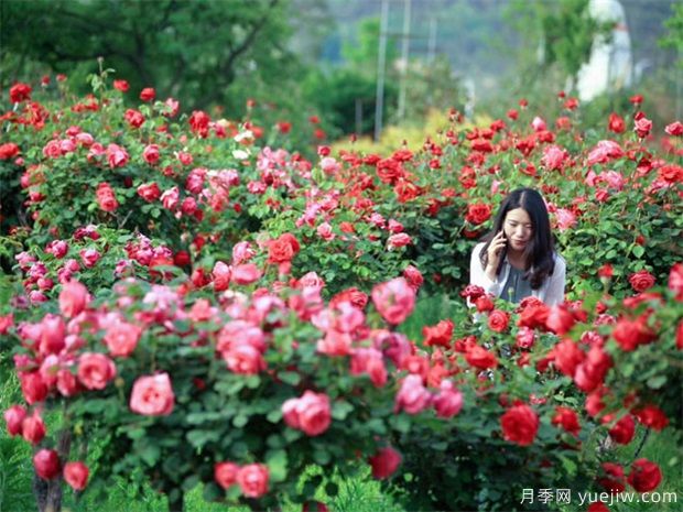 南陽月季花農(nóng)的12個月份工作安排表(圖2)