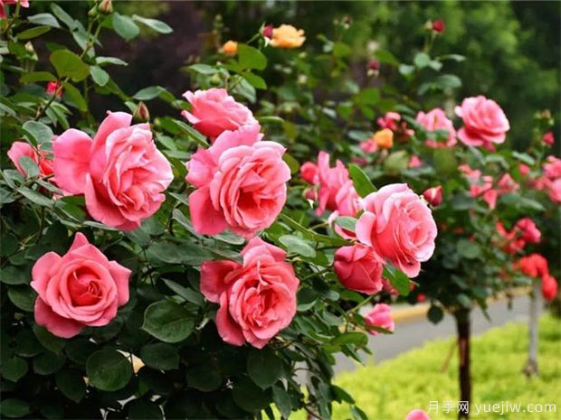 南陽月季花農(nóng)的12個月份工作安排表(圖3)