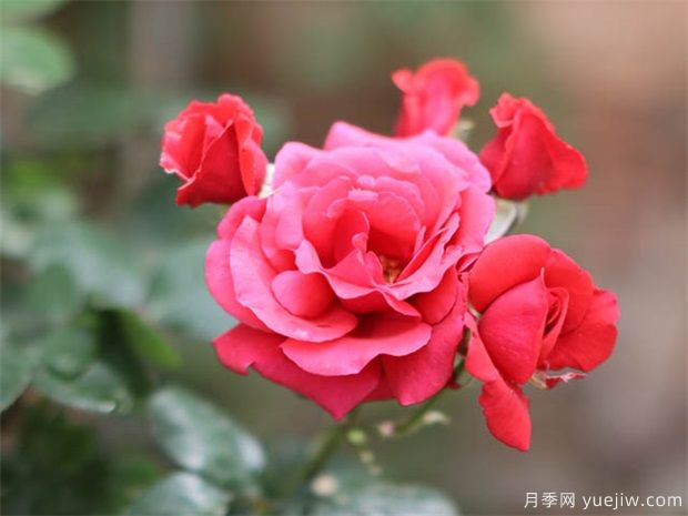 月季激素苗開完花就枯萎，如何緩苗養(yǎng)護(hù)(圖1)