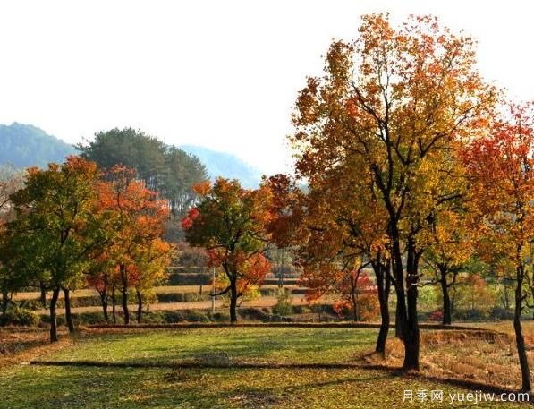 烏桕的園林應(yīng)用、分布范圍、價(jià)格和前景(圖1)
