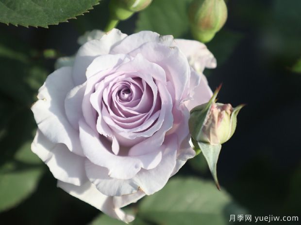 霽色月季的優(yōu)缺點(diǎn)是什么？(圖1)