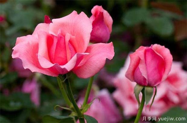 一般盆栽月季花卉什么時間修剪好？(圖1)