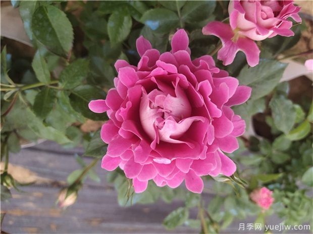 秋季月季花卉主要發(fā)生的病蟲(chóng)害(圖1)