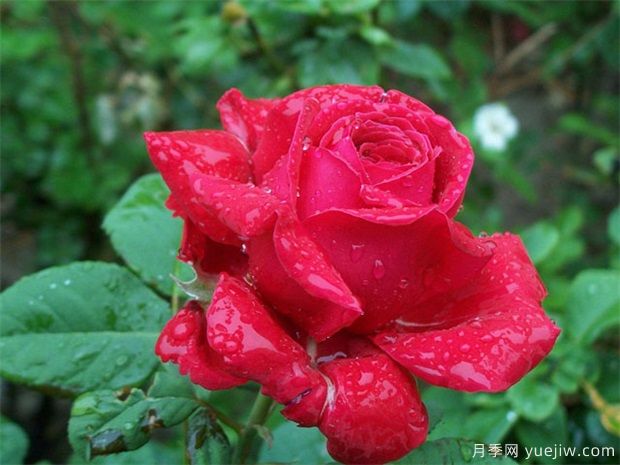 紅玫瑰的介紹，花語和栽培養(yǎng)護(hù)(圖1)