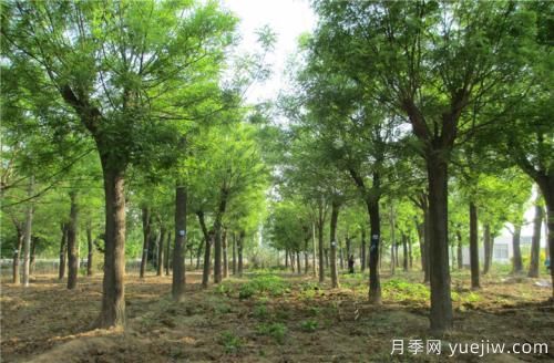 南陽速生國槐半冠、裸根定干、全冠樹的參考價格(圖1)
