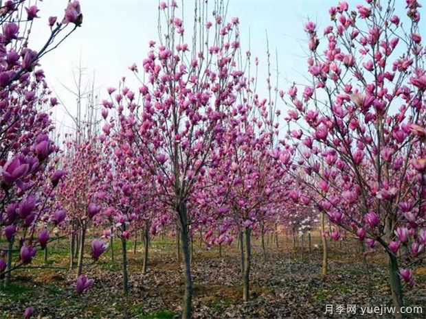 如何制作紫玉蘭盆景？南陽紫玉蘭盆栽養(yǎng)殖方法分享(圖1)