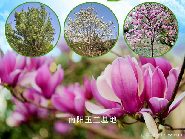 為什么紅玉蘭花比白玉蘭花開花晚呢？(圖1)