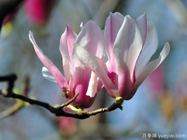 二喬玉蘭的開花時間？二喬玉蘭的養(yǎng)殖方法(圖1)