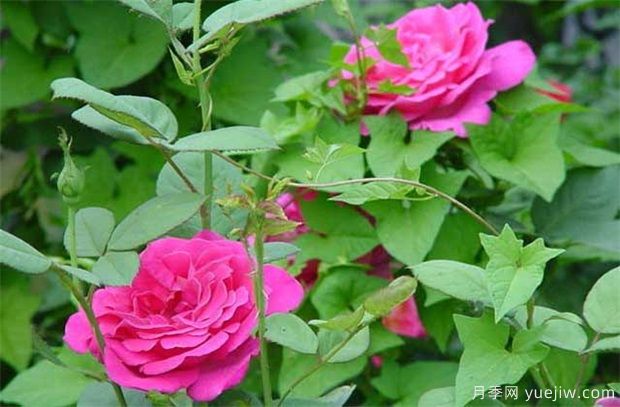 藤本月季和藤本薔薇哪個(gè)比較好養(yǎng)？薔薇養(yǎng)殖與注意事項(xiàng)(圖1)